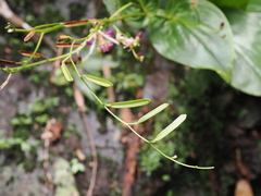 Tricyrtis lasiocarpa