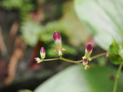 Tricyrtis lasiocarpa