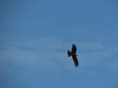 Milvus migrans formosanus