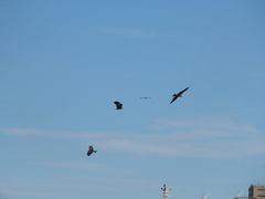 Milvus migrans formosanus