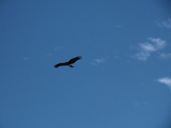 Milvus migrans formosanus