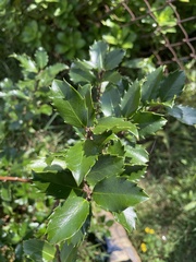 Aquifoliaceae