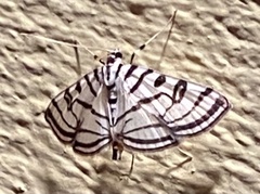 Conchylodes ovulalis