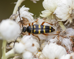 Typocerus sparsus