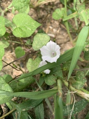 Ipomoea lacunosa