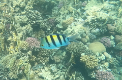 Abudefduf vaigiensis