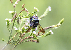 Xylocopa micans