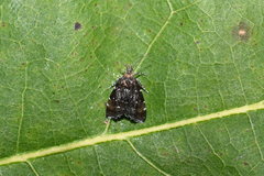 Prochoreutis