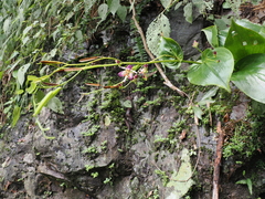 Tricyrtis lasiocarpa