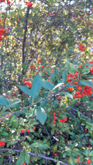 Pyracantha coccinea