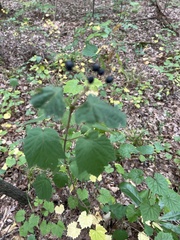 Ampelopsis glandulosa