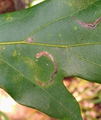 Stigmella quercipulchella