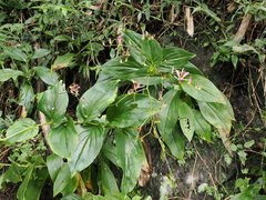 Tricyrtis lasiocarpa