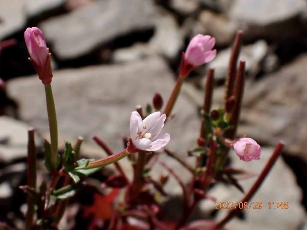 Epilobium hohuanense