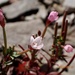 Epilobium hohuanense - Photo (c) 葉默, some rights reserved (CC BY-NC), uploaded by 葉默