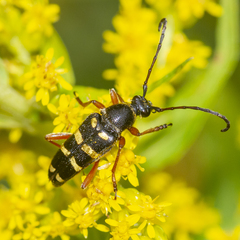 Typocerus sparsus