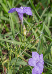 Ruellia nudiflora