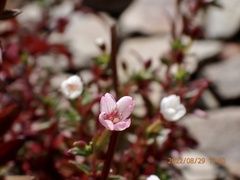 Epilobium hohuanense