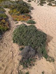 Stauracanthus spectabilis