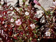 Epilobium hohuanense