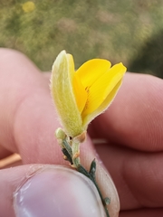 Stauracanthus spectabilis