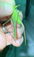 Neoconocephalus retusus