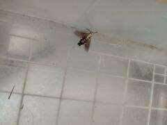 Macroglossum stellatarum