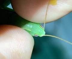 Neoconocephalus retusus