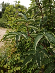 Sambucus racemosa