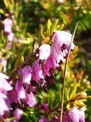 Erica erigena