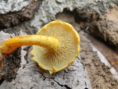 Pholiota subsulphurea