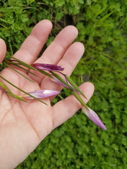 Gladiolus trichonemifolius