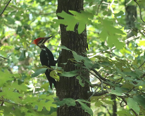 Pileated Woodpecker photographed in Arkansas