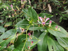 Tricyrtis lasiocarpa