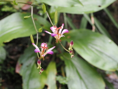 Tricyrtis lasiocarpa