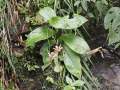 Tricyrtis lasiocarpa