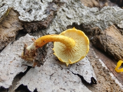Pholiota subsulphurea
