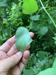 Clematis