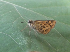 Potanthus flavus