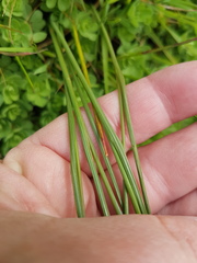 Gladiolus trichonemifolius