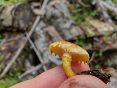 Pholiota subsulphurea