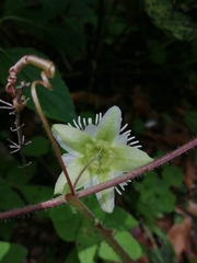 Passiflora exsudans