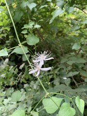 Clematis