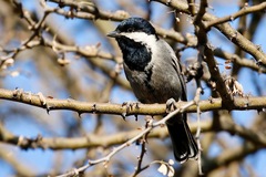 Melaniparus cinerascens