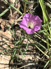 Ipomoea plummerae