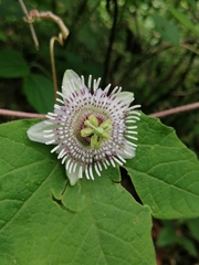 Passiflora exsudans