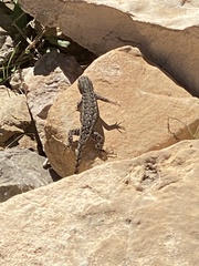 Sceloporus consobrinus