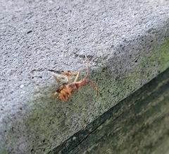 Heteroptera