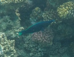 Gomphosus klunzingeri