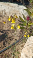 Linaria spartea